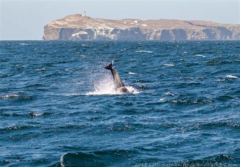 ventura harbor winter whale watching